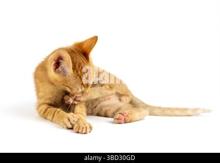 A charming orange kitten licking his leg, on white background Stock Photo