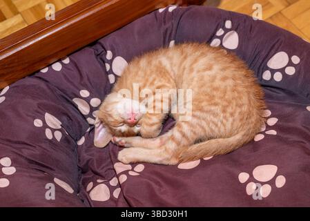 An orange kitten is sleeping curled up on a doggy bed Stock Photo