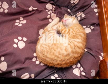 An orange kitten is sleeping curled up on a doggy bed Stock Photo