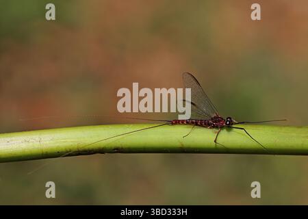 Early Summer Mayfly - Siphlonurus aestivalis - male imago - a species of primitive minnow mayflies Stock Photo
