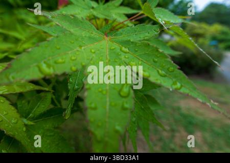 Glimmering Raindrops on Japanese Maple Leaves Highlighted in Soft Green Bokeh Stock Photo