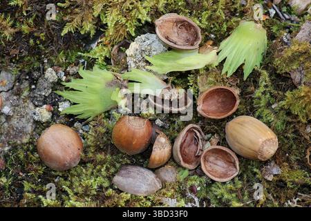 Hazelnuts that have been nibbled by a Grey Squirrel Sciurus carolinensis Stock Photo
