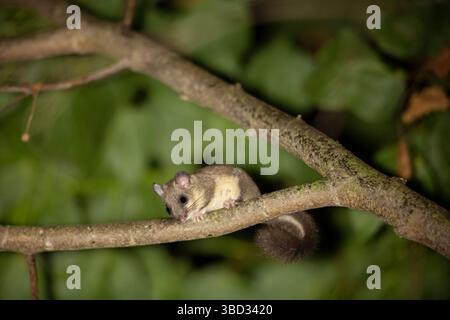 European edible dormouse (Glis glis) illuminated by headlamp climbing on branches high up over heads in the night. Stock Photo