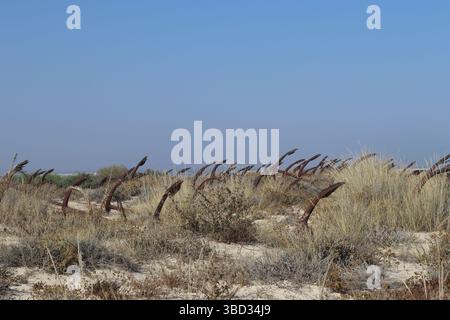 Anchor Cemetery at Praia do Barril, Tavira, Portugal Stock Photo