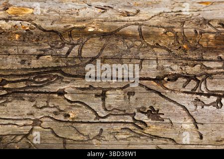 The texture of an old, dry tree without bark, gnawed by a bark beetle. Stock Photo