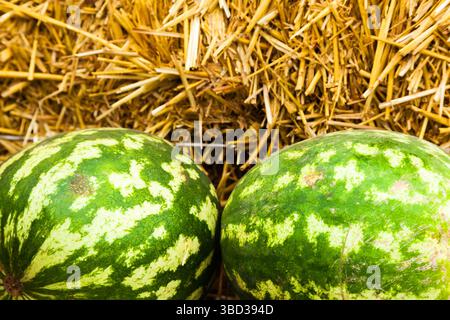 Two round striped watermelons on a background of dry straw. Stock Photo