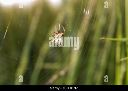 Spinne im Netz Gartenkreuzspinne Stock Photo