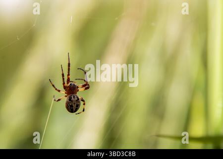 Gartenkreuzspinne im Netz Stock Photo