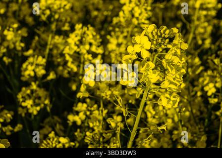 Vibrant yellow canola flowers in full bloom highlighting lush green stems against a dark background on a sunny day in a blooming field. Stock Photo