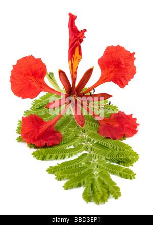 Flamboyant flower and leaf isolated on white Stock Photo