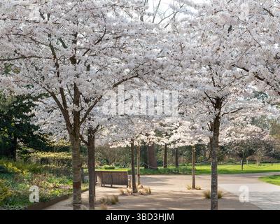 RHS WISLEY SPRING YOSHINO CHERRY Prunus x yedoensis perfect Japanese spring blossom avenue of trees at RHS Wisley Gardens Surrey UK Stock Photo