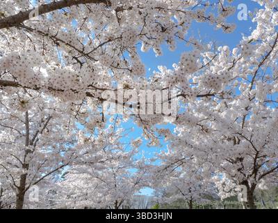 RHS WISLEY SPRING YOSHINO CHERRY Prunus x yedoensis perfect Japanese spring blossom with blue sky, at RHS Wisley Gardens Surrey UK Stock Photo