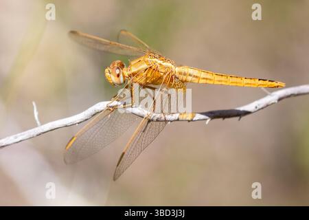 Female Broad Scarlet (Crocothemis erythraea) dragonfly perched on twig side view, Western Cape, South Africa Stock Photo