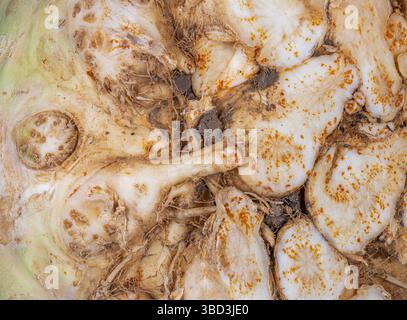 Abstract macro background of a celery root Stock Photo
