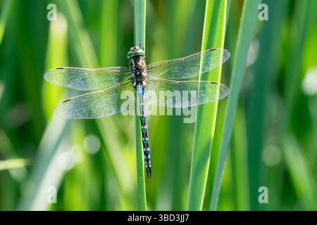 Friendly Hawker (Zosteraeschna minuscula) dragonfly male perched on reeds i Noordhoek Wetlands, Western Cape, South Africa, wing and abdomen detail Stock Photo