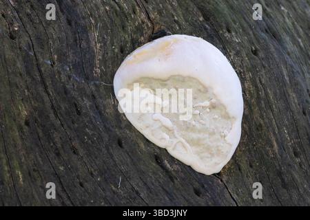 Ganoderma spp early stage Bracket Fungus growing on decaying tree, Western Cape, South Africa Stock Photo