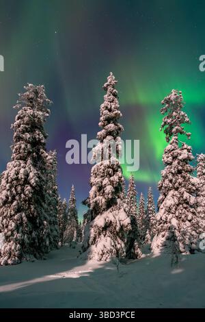 Northern lights / Aurora borealis over snow covered spruce trees on the taiga in winter at night, Riisitunturi National Park, Posio, Lapland, Finland Stock Photo
