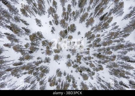 Aerial view over snow covered pine forest with Scots pines (Pinus sylvestris) in winter, Finland, Scandinavia Stock Photo