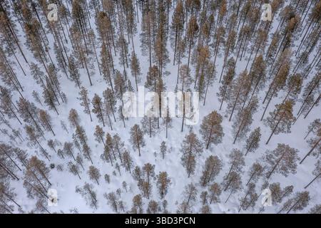 Aerial view over snow covered pine forest with Scots pines (Pinus sylvestris) in winter, Finland, Scandinavia Stock Photo