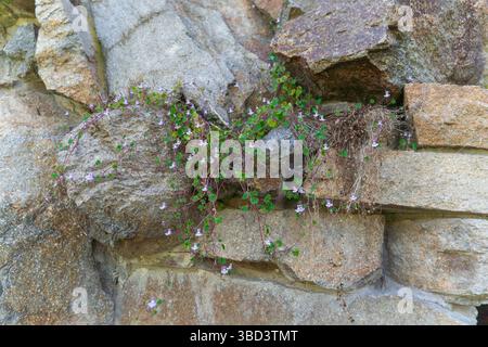 Green moss and tiny plants cling to the uneven surface of an old brick wall with chipped and cracked bricks. Stock Photo
