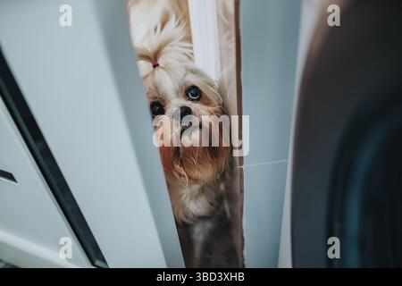 Shih tzu dog peek through open door Stock Photo