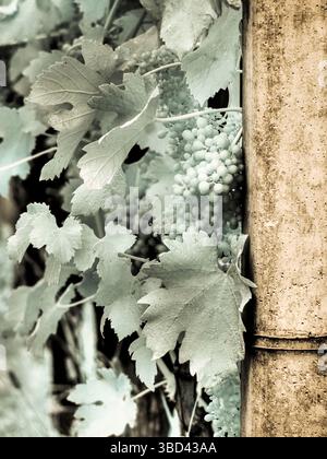 Italy, Pedemonte, Langhe, Perno. Infrared of vineyards. Stock Photo