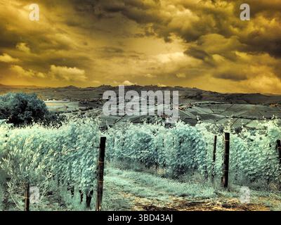 Italy, Pedemonte, Langhe, Perno. Infrared of vineyards. Stock Photo