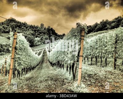 Italy, Pedemonte, Langhe, Perno. Infrared of vineyards. Stock Photo