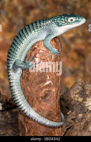 Mexican alligator lizard Stock Photo - Alamy