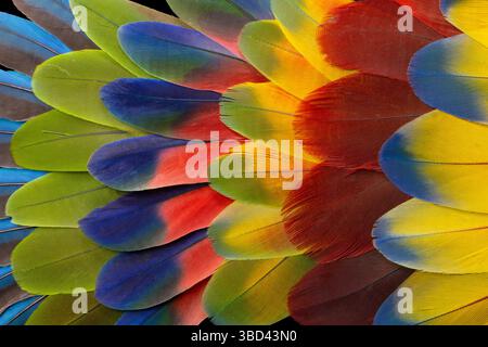 Feather design comprised of macaw feathers along with parrot feathers. Stock Photo