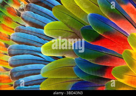 Feather design comprised of macaw feathers along with parrot feathers. Stock Photo