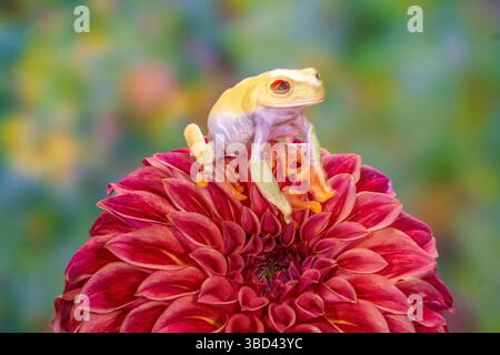 USA, Washington State, Sammamish. Albino red-eyed tree frog Stock Photo