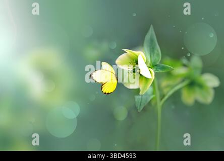 Beautiful wild flowers and butterfly in meadow summer nature. Blur concept. Stock Photo