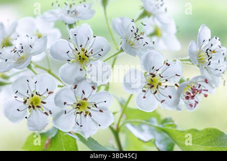 USA, Washington State, Seabeck. Hawthorn blossoms close-up. Stock Photo