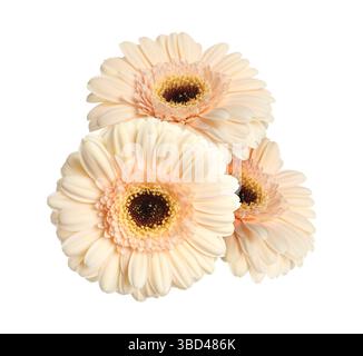 Beautiful beige gerbera flowers isolated on white Stock Photo