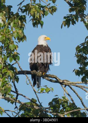 Washington State, Juanita Bay Park. American bald eagle standing on tree limb watching for prey Stock Photo