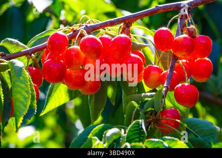 Cherries on the branch, Yakima, Washington State, USA. Stock Photo
