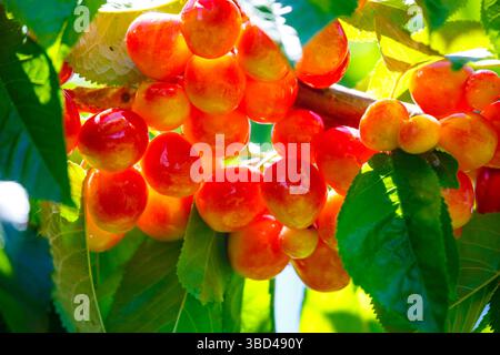 Cherries on the branch, Yakima, Washington State, USA. Stock Photo