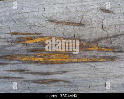 Close up of orange colored knots  in weathered gray wood Stock Photo