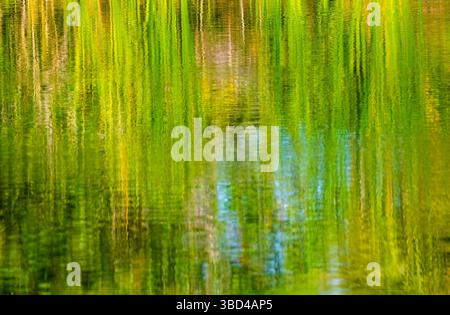 Abstract of green, yellow weeds and blue sky reflecting in water Stock Photo