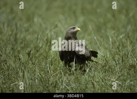 Yellow-billed Kite (Milvus migrans parasitus), standing in grass Stock Photo