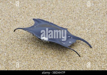 Undulate Ray (Raja undulata), 'Mermaid's Purse' eggcase, washed up on beach, Joss Bay, Kent, England, United Kingdom, Europe Stock Photo