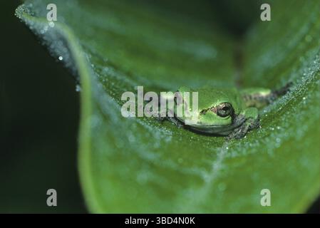 Gray Tree Frog (Hyla versicolor), adult resting on leaf, Michigan, USA, America Stock Photo