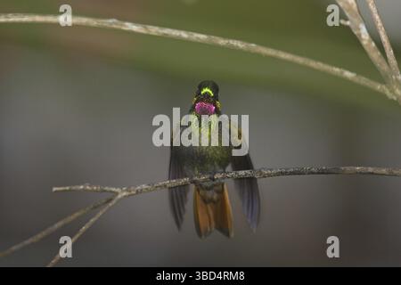 Brazilian Ruby (Clytolaema rubricauda), adult male, resting with wings out, Brazil, South America Stock Photo