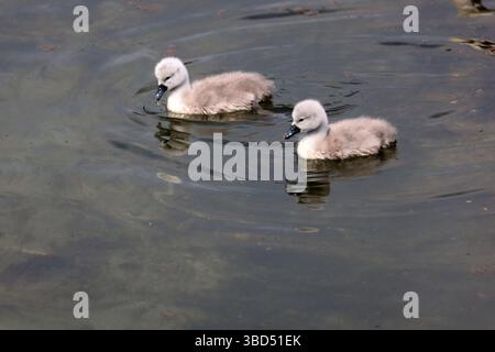 A pair of cygnets on a tributary of the river Adur Shoreham by Sea Sussex Stock Photo