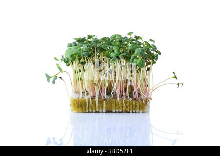 Fresh microgreens. Sprouts of radish daikon isolated on white background Stock Photo