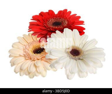 Beautiful colorful gerbera flowers isolated on white Stock Photo