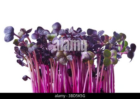 Fresh purple radish sprouts isolated on white. Microgreens Stock Photo