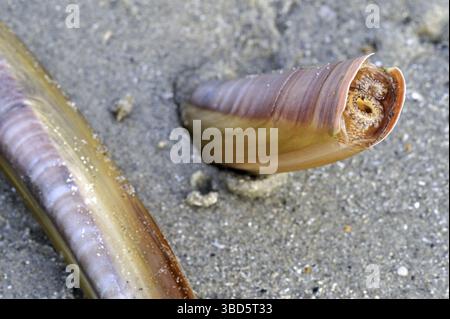 An Atlantic jackknife in the beach sand Stock Photo - Alamy