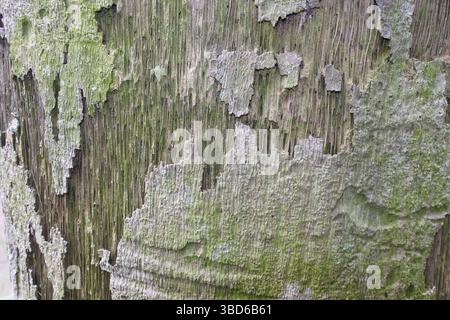 The surface of a palm tree trunk that is old and starting to decay has a unique texture Stock Photo